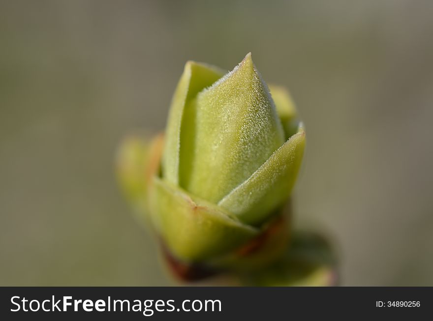 Lilac Leaf Bud