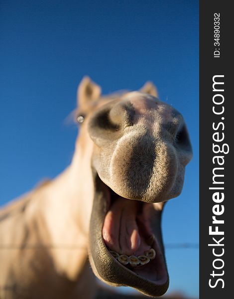 Funny outdoor portrait of a Palomino horse head in front of deep blue sky background. Funny outdoor portrait of a Palomino horse head in front of deep blue sky background.