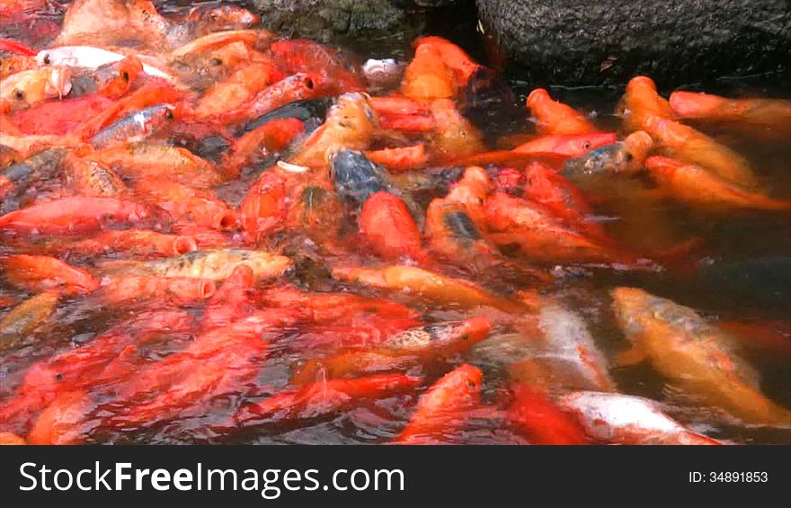 Water pond teeming with a great many orange fish, who are eager to eat. Water pond teeming with a great many orange fish, who are eager to eat