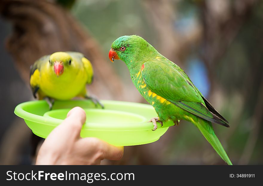 Green lorikeet feeding