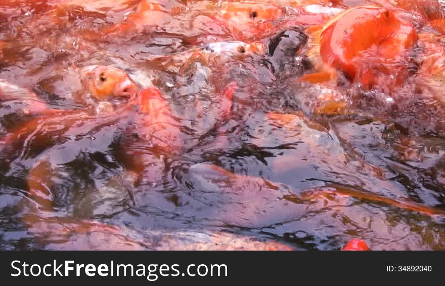 Water pond teeming with a great many orange fish, who are eager to eat. Water pond teeming with a great many orange fish, who are eager to eat