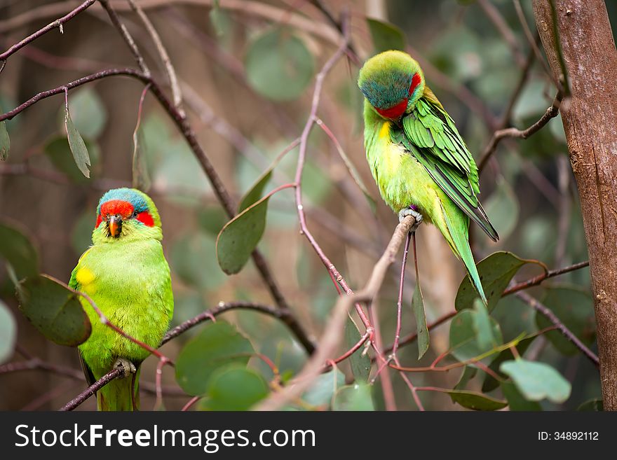 Australian swift parrots sitting on a tree. Australian swift parrots sitting on a tree.
