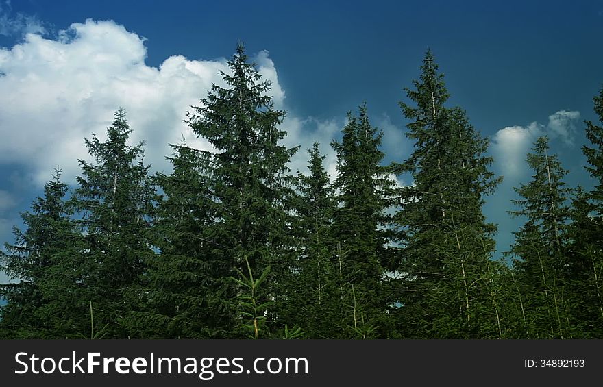 Spruce forest. Wind shakes the branches and trunks. Clouds quickly run through the blue sky. Spruce forest. Wind shakes the branches and trunks. Clouds quickly run through the blue sky