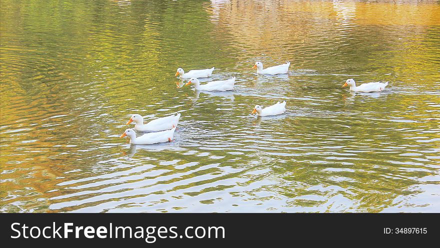 Group of ducks swimming happily in the lake. Group of ducks swimming happily in the lake