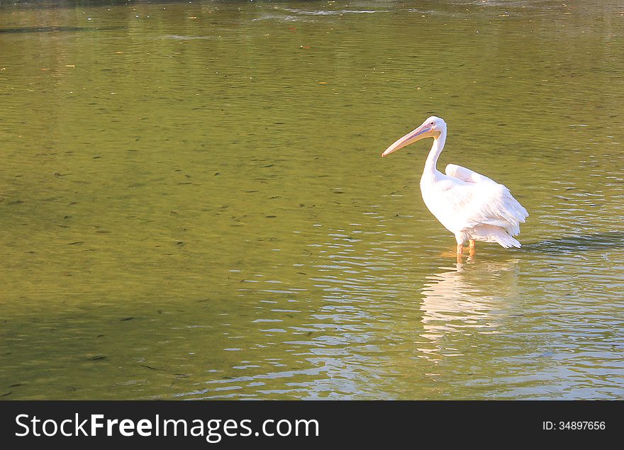 A Swan in the Lake in the River , Giza Zoo