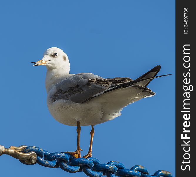 Seagull resting on chain in the harbor of trani