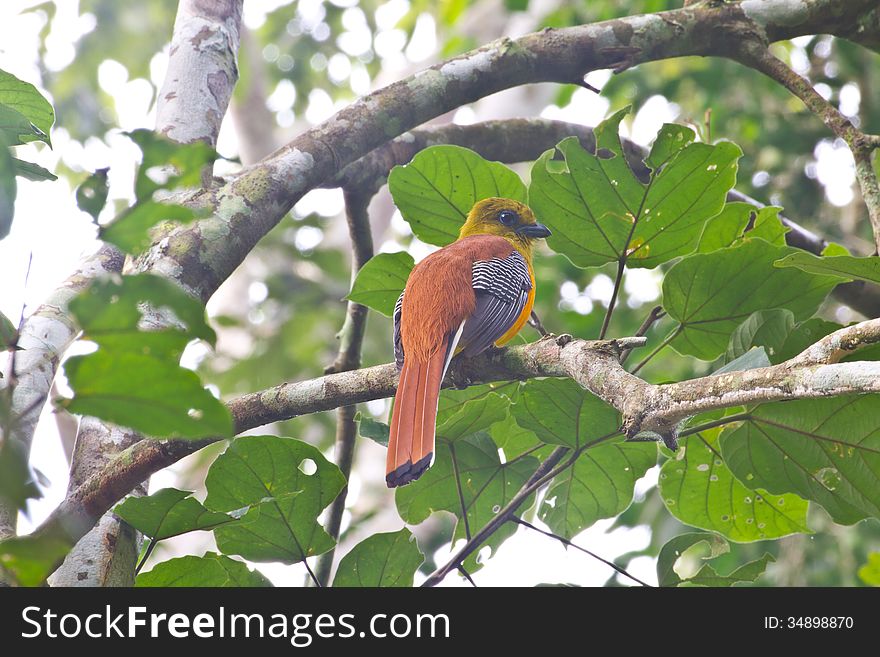 Bird watching in forest, Orange-breasted Trogon in nature