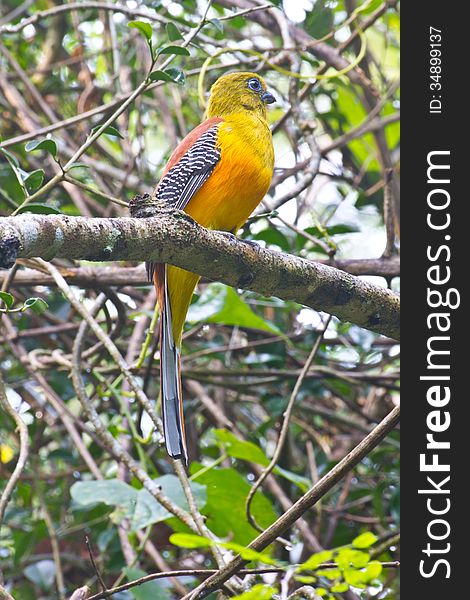 Bird watching in forest, Orange-breasted Trogon in nature