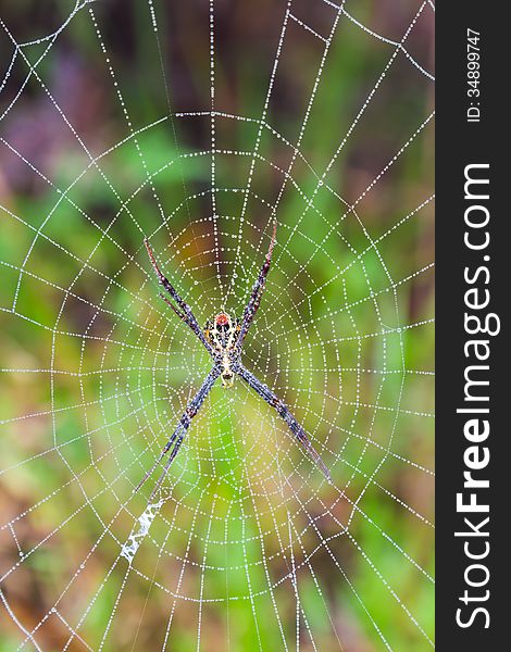 St. Andrew's Cross (Argiope) spider in nature with dew on its web