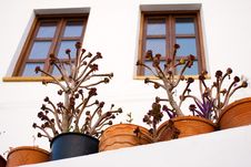 Potted Plants Royalty Free Stock Photography Potted Plants Royalty Free Stock Photography
