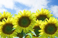 Sunflowers Royalty Free Stock Photo Sunflowers Royalty Free Stock Photo
