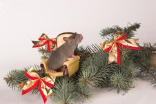 New Year Rat In A Chair Stock Photos
