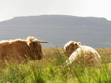Aberdeen Angus, Highland Cow Stock Photos