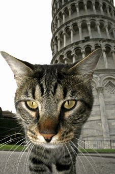 Cat And Pisa Tower Royalty Free Stock Photo