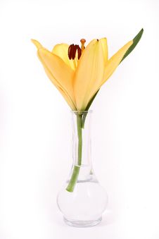 Orange Lilly Flower On White B Royalty Free Stock Image