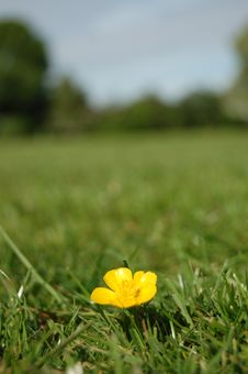 Buttercup In Field Stock Photos Buttercup In Field Stock Photos