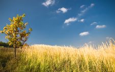 Yellow Oak Tree In A Field -1 Stock Image Yellow Oak Tree In A Field -1 Stock Image