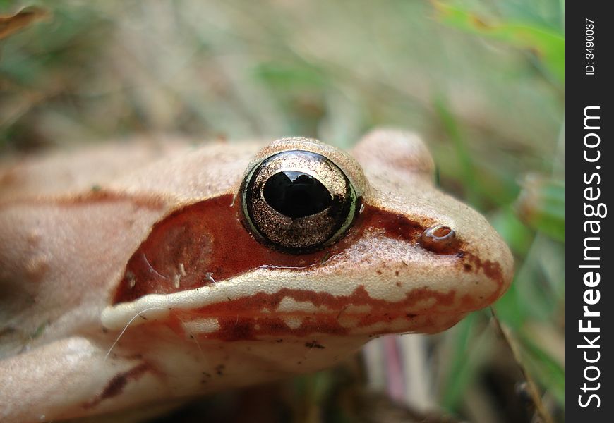 A frog sitting in grass staring right at you. A frog sitting in grass staring right at you.