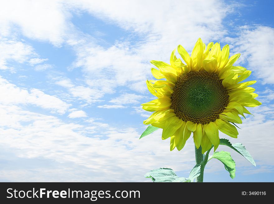 Sunflower on a  background of the cloudy sky