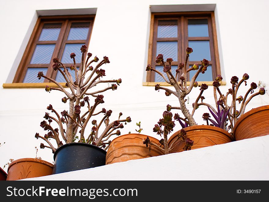 Potted plants in front of a windows in the greek town Lindos, Greece.