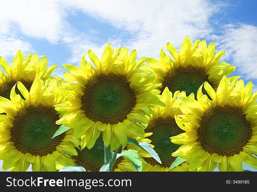 Sunflowers on a  background of the cloudy sky