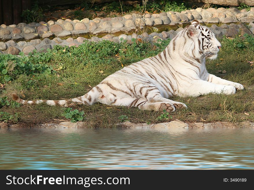 White tiger bear lays on the grass. White tiger bear lays on the grass