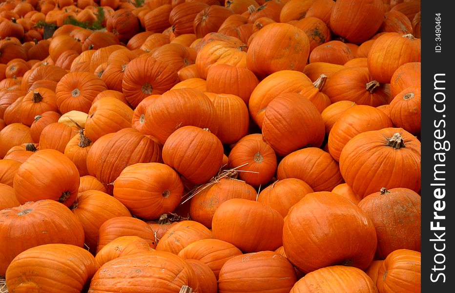 Hundreds of pumpkins piled high. Hundreds of pumpkins piled high.