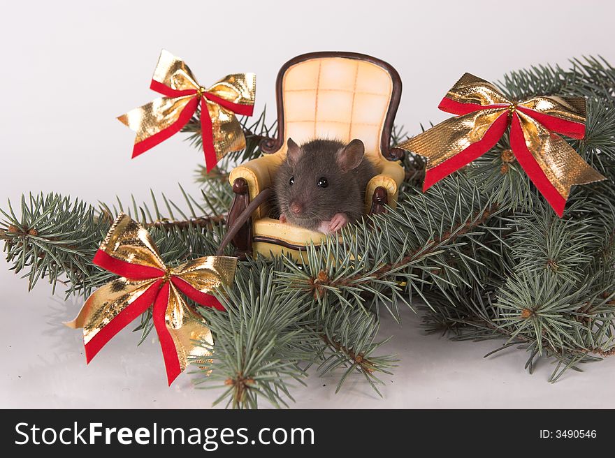 New year rat in a chair