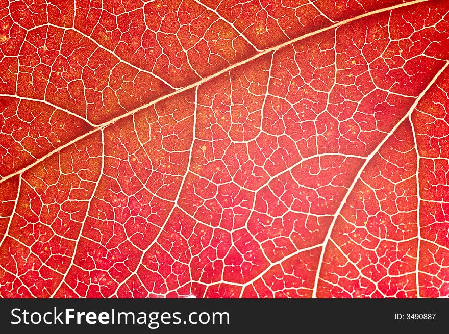 Detail of red maple leaf (acer rubrum). Detail of red maple leaf (acer rubrum)