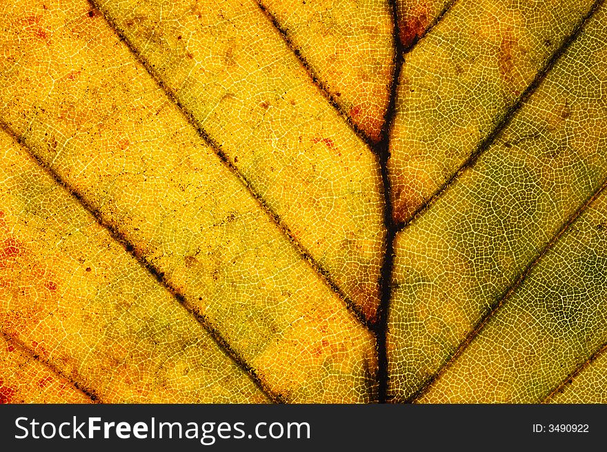 Detail of red Beech leaf , Fagus. Detail of red Beech leaf , Fagus