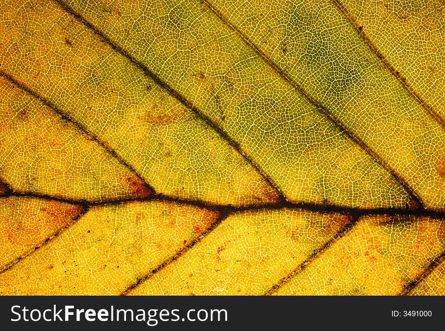 Detail of red Beech leaf , Fagus. Detail of red Beech leaf , Fagus