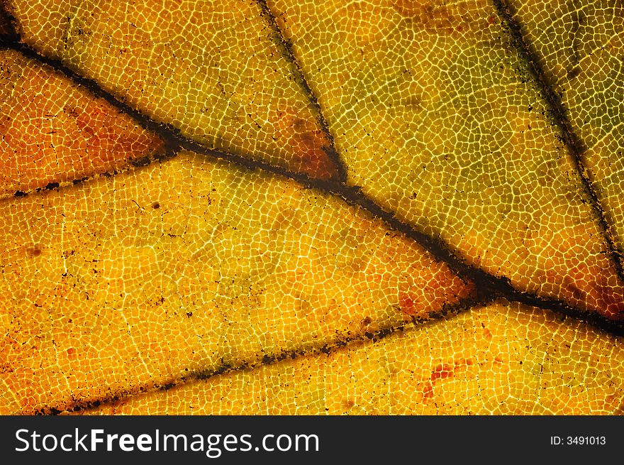 Leaf Close-up