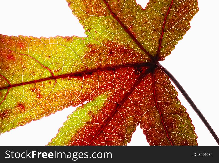 Detail of red maple leaf (acer rubrum). Detail of red maple leaf (acer rubrum)