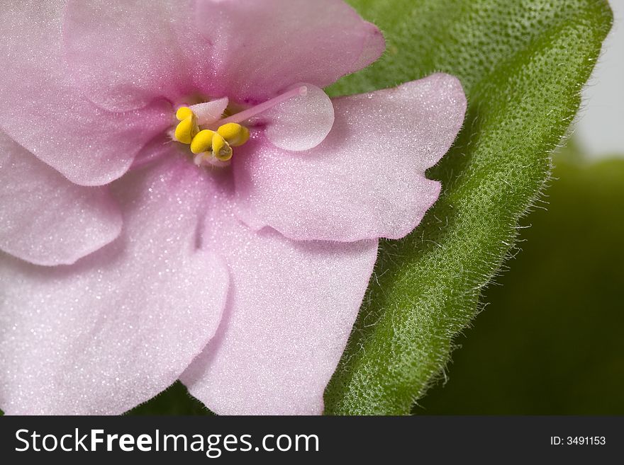 Closeup shot of single pink violet flower.