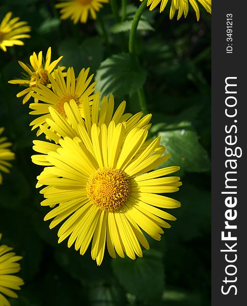 Yellow beautiful flowers with long petals. Yellow beautiful flowers with long petals.