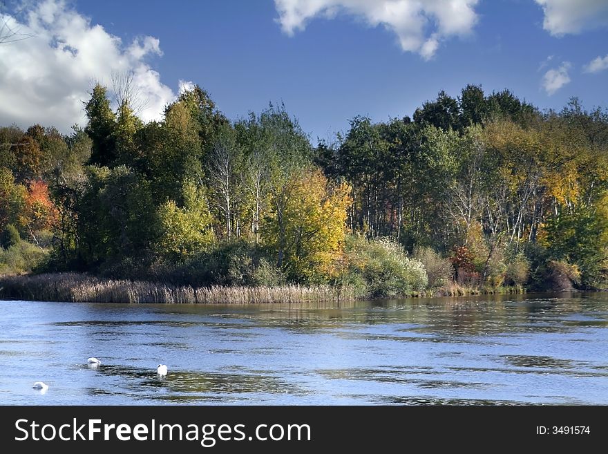 Beautiful trees near lake side with sky background in michigan. Beautiful trees near lake side with sky background in michigan