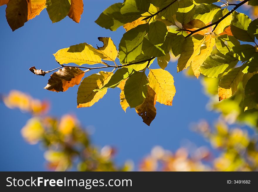 Autumn leaf closeup in the sun