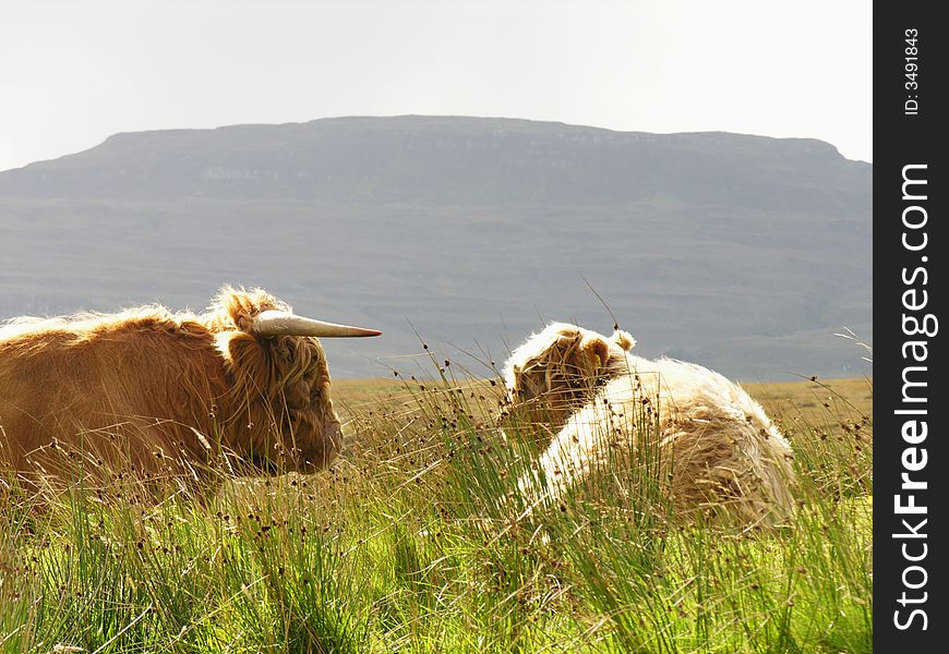 Aberdeen Angus, Highland Cow