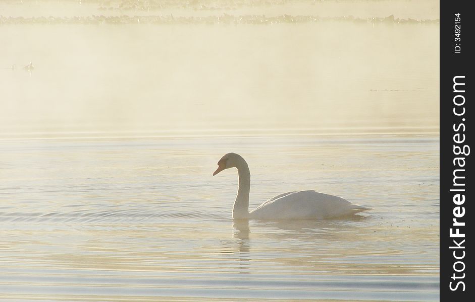 A swan swimming on a lake with early morning steam rising from its surface. A swan swimming on a lake with early morning steam rising from its surface.