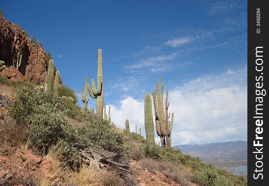 The picture of Saguaros taken in Tonto National Monument in Arizona.