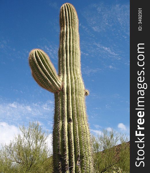 The picture of Saguaro Cactus taken in Tonto National Monument in Arizona. The picture of Saguaro Cactus taken in Tonto National Monument in Arizona.
