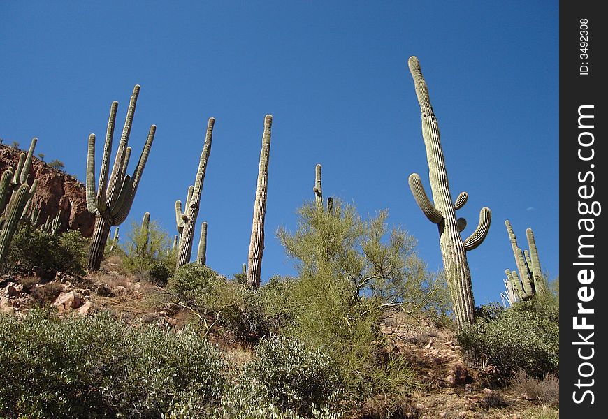 The picture of Saguaros taken in Tonto National monument in Arizona