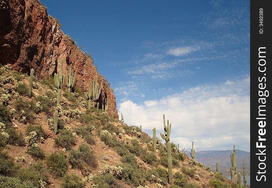 The picture of cacti from Tonto National Monument in Arizona. The picture of cacti from Tonto National Monument in Arizona.