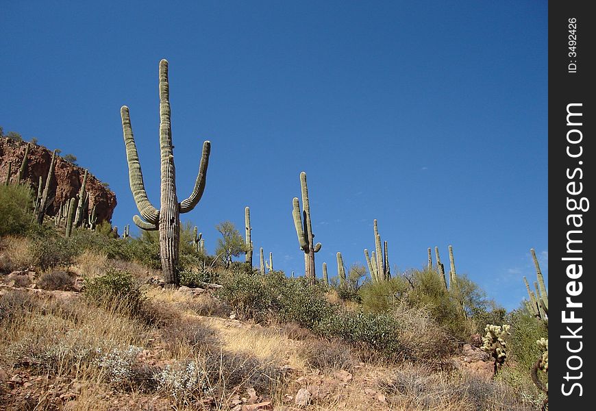 Saguaros located in Tonto National Monument in Arizona.