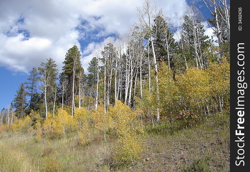 The picture of trees taken from scenic byway 12 in Utah