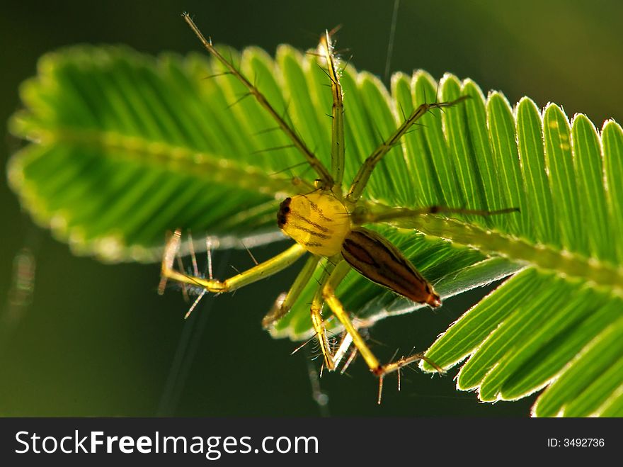 Tiny spider and leaf in the gardens