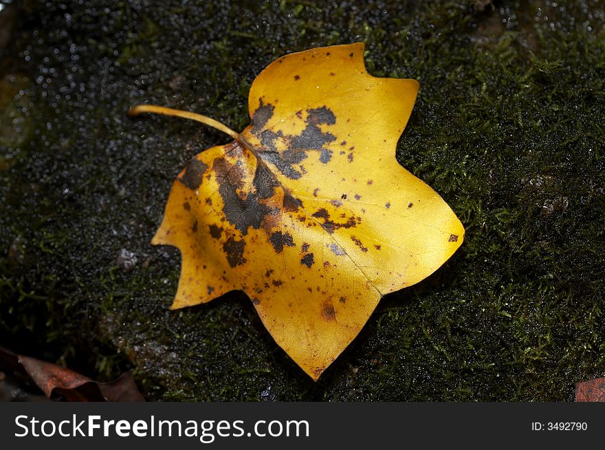 Macro of yellow leaf on bed of moss