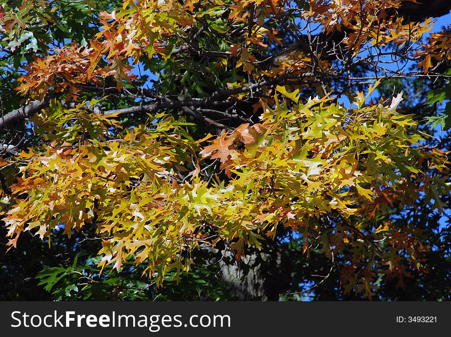 Colorful oak leaves in fall. Colorful oak leaves in fall.