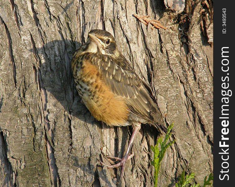 After tumbling down from this tree, baby robin sits poised ready to take his first flight. After tumbling down from this tree, baby robin sits poised ready to take his first flight.
