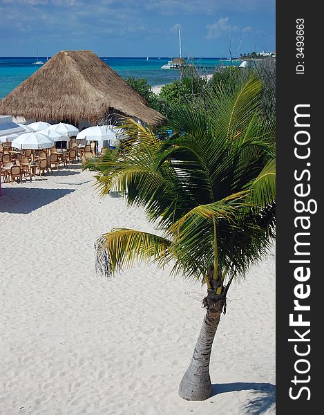 Lone palm tree on beach overlooking the Caribbean ocean. Lone palm tree on beach overlooking the Caribbean ocean